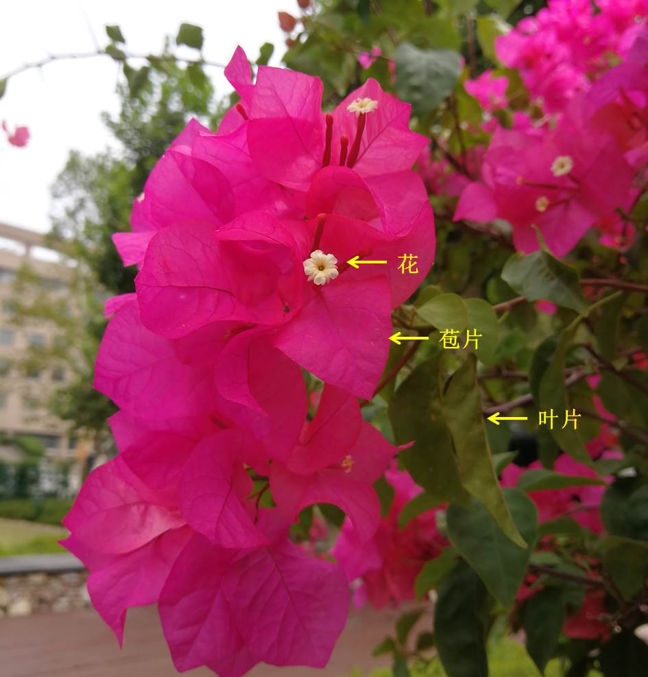 原来我们看到的三角梅的花，并不是它真正的花
