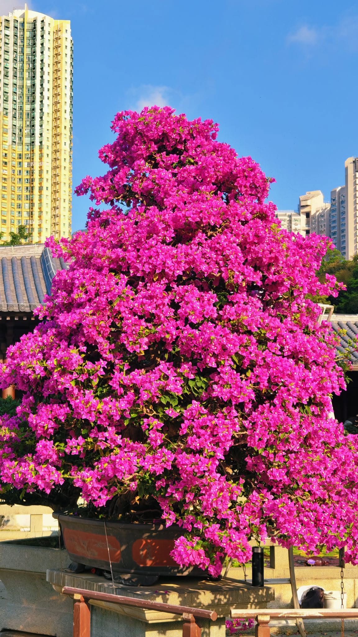 原来我们看到的三角梅的花，并不是它真正的花