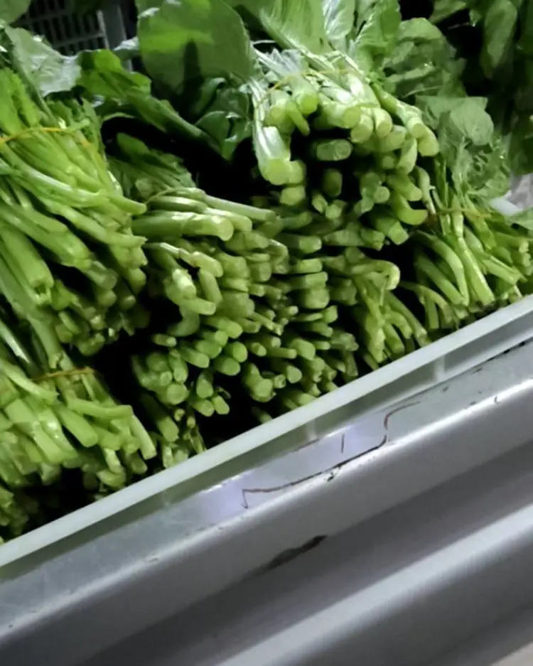 大棚菜 大棚菜