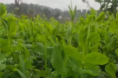 农村老家土货