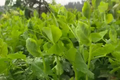农村老家土货