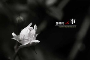 蔷薇的心事