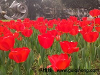 重庆花卉园郁金香秀_桂启洪个人网站