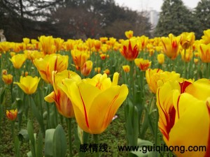重庆花卉园的郁金香