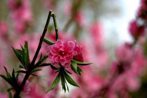 花儿中途夭折
