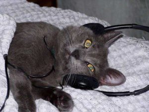 一只猫咪正在认真听音乐