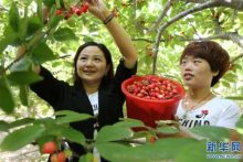 植树节：农村无需植树，城里无树可种_桂启洪个人网站