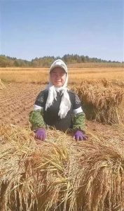 收割庄稼