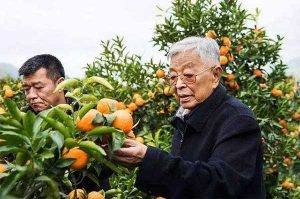 禇时健和他的禇橙