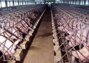 猪肉生产有望整合成规模更大的养猪场，从而更有能力确保生物安全