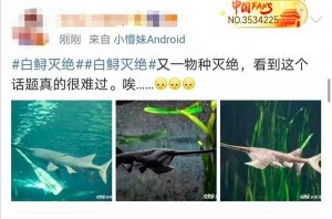长江白鲟灭绝，网友评论：听闻已是永别