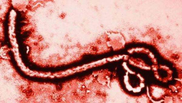 什么是“埃博拉”