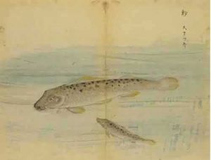 《小雅•鹿鸣之什•鱼丽》诗经鉴赏及译文