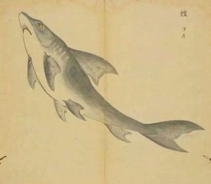 《小雅•鹿鸣之什•鱼丽》诗经鉴赏及译文
