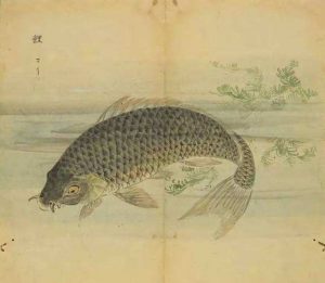 《小雅•鹿鸣之什•鱼丽》诗经鉴赏及译文