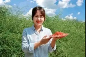 这个八字难看的地方就是乙木秉令，汇通甲木克戊土有力
