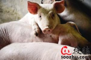 生鲜猪肉33元/斤