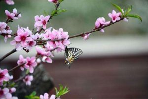 生肖属猴、鼠、龙的人，在这个秋天里面的桃花运旺