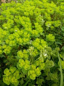 肿眼蒿与马蜂菜