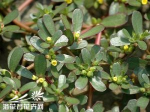 肿眼蒿与马蜂菜