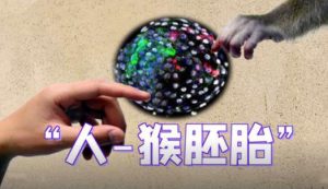 来自昆明理工大学和美国索尔克生物研究所的科学家，第一次制造出了存活率较高的“人-猴胚胎”