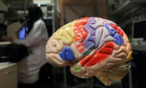 技术难度其实小于在培养皿里养人类器官。但是伦理上麻烦很多。