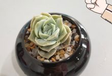 网络热词“内卷”到底是什么意思？怎么才能遏制内卷？_桂启洪个人网站