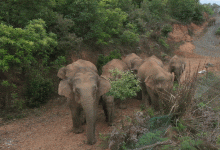 亚洲野象为何“背井离乡”一路北上？_桂启洪个人网站