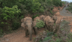 十几头大象集体离开故土一路北上，无疑是异常且罕见的。