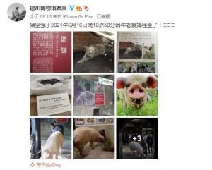 14岁“猪坚强”因年老衰竭去世