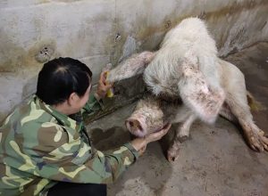记者致电猪坚强原主人万兴明，他表示，听说猪坚强去世还是有一点不舍