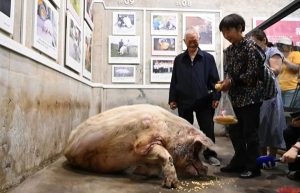 据兽医说，猪坚强“已在弥留，只在须臾”。