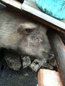 因为它顽强的生命力，“猪坚强”的故事广为流传报道