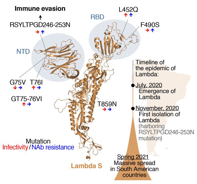 该位点的突变使Lambda突变株能够逃逸新冠疫苗引发的免疫反应
