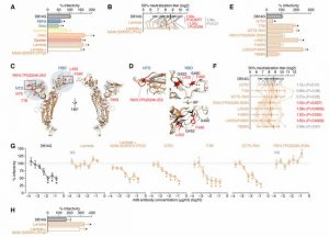 该研究通过分子系统发育分析和病毒学实验阐明了Lambda突变株的进化趋势