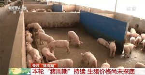 生猪产能已经完全恢复