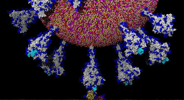 俄科学家发现新冠病毒可将蛋白质伪装成人类蛋白质