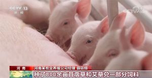 猪肉价格持续下跌 生猪养殖总体亏损