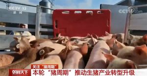 去年年底生猪养殖的规模化率达到了57.1%