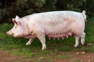 猪肉价格为何一降再降仍未探底