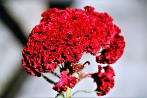 传说中的花名——鸡冠花