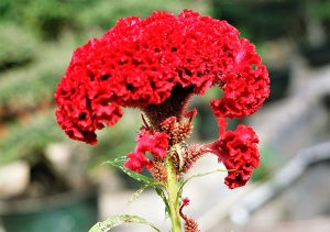 传说中的花名——鸡冠花