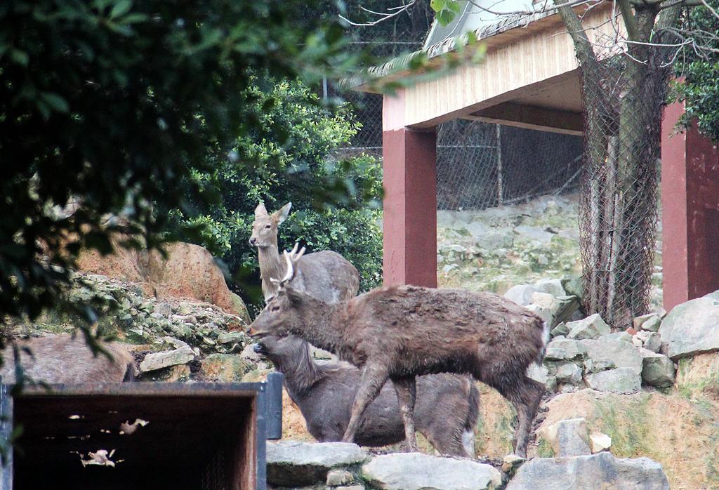 游览重庆永川野生动物世界 情感语录-第6张