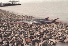 长江白鲟灭绝意味着什么？我们该怎样保护生物多样性？_桂启洪个人网站