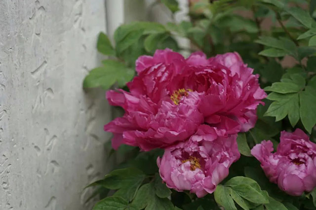 五行和十神看相貌