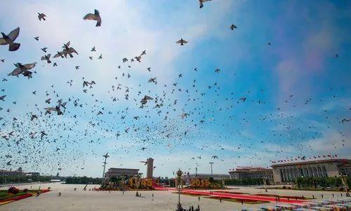 2015年9月3日，中国人民抗日战争暨世界反法西斯战争胜利70周年纪念大会在北京隆重举行。这是7万羽白鸽放飞蓝天。新华社记者李任滋摄