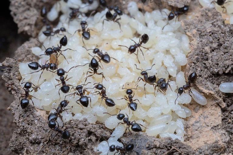 蚂蚁是哺乳动物吗？