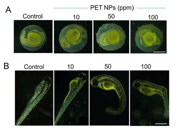 Fig. 2 Images showing the effect of PET nanoparticles (PET NPs) at 24 hours (A) and 72 hours (B) on early stages of zebrafish embryo development. Photo: Bashirova et al. Scientific Reports 13: 1891 (2023)