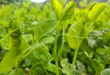 农村老家土货_桂启洪个人网站