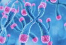 揭秘长寿之谜：端粒、代谢与心跳的惊人真相_桂启洪个人网站